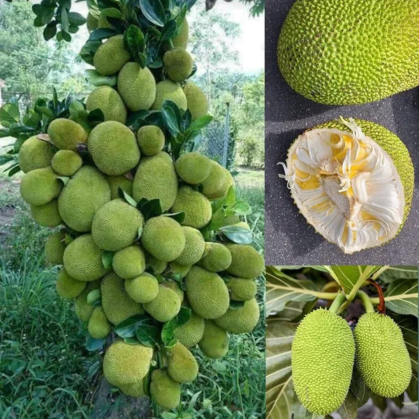 Seedless_Jackfruit_|_Grafted_And_Hybrid_Plants
