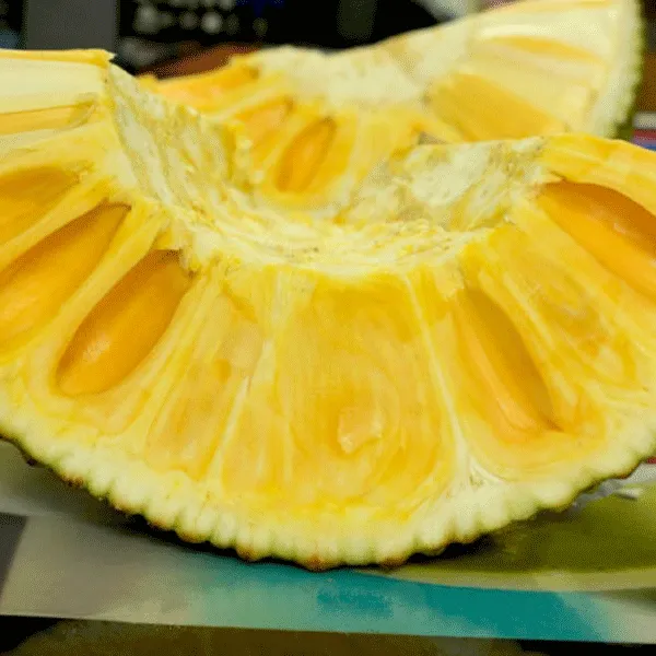Seedless_Jackfruit_|_Grafted_And_Hybrid_Plants