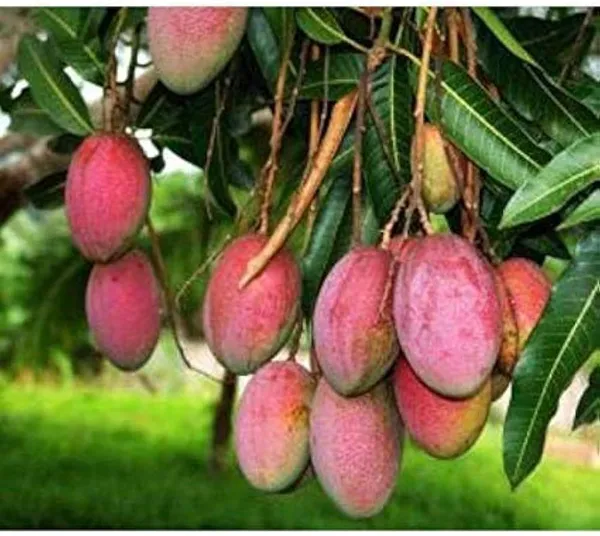 Nellum_Mango_Plant_|_Grafted_And_Hybrid_Plants