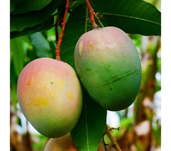 Nellum_Mango_Plant_|_Grafted_And_Hybrid_Plants