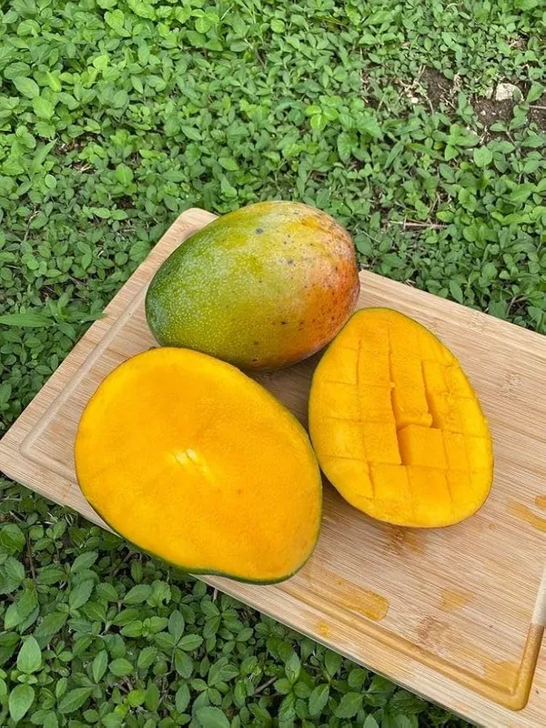 Nellum_Mango_Plant_|_Grafted_And_Hybrid_Plants