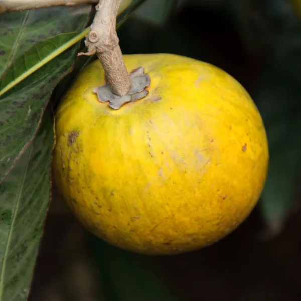 Egg_Fruit_Plant_|_Grafted_And_Hybrid_Plants