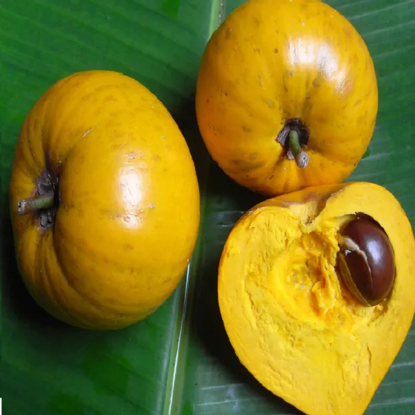 Egg_Fruit_Plant_|_Grafted_And_Hybrid_Plants