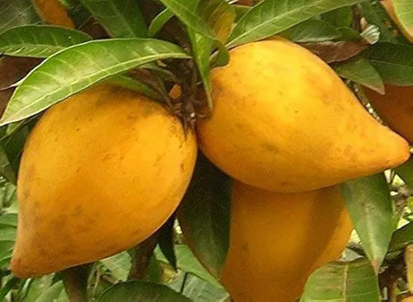 Egg_Fruit_Plant_|_Grafted_And_Hybrid_Plants