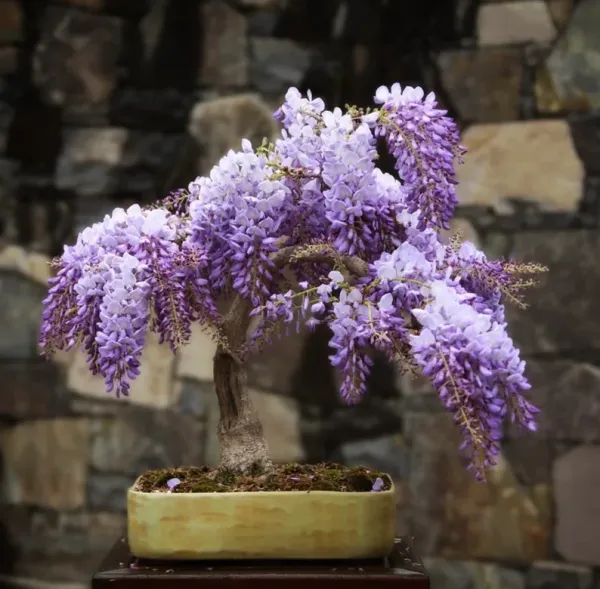Whisteria_Flower_Plant
