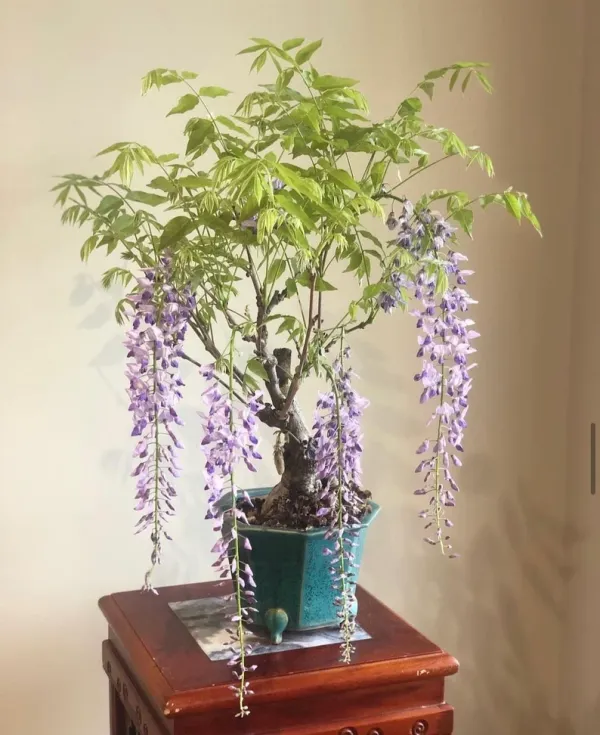 Whisteria_Flower_Plant