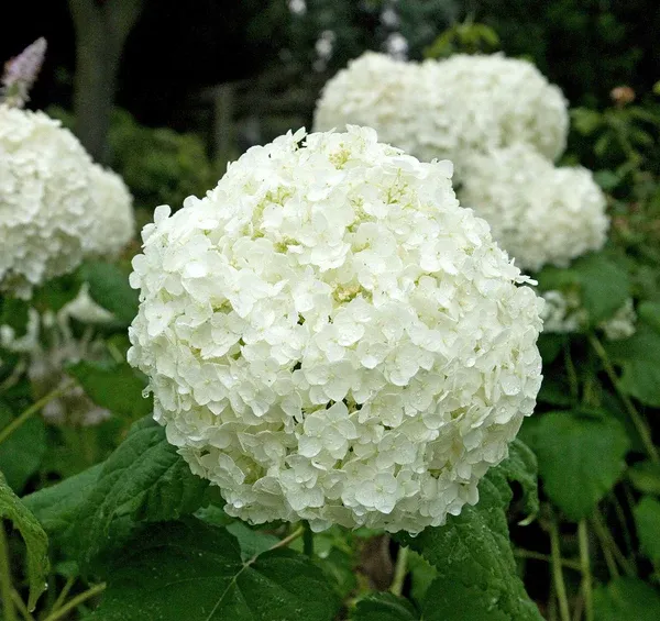 White_Hydrangea_live_flower_plant