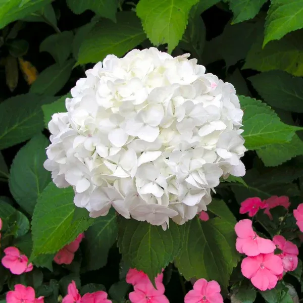 White_Hydrangea_live_flower_plant