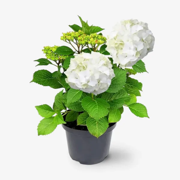 White_Hydrangea_live_flower_plant