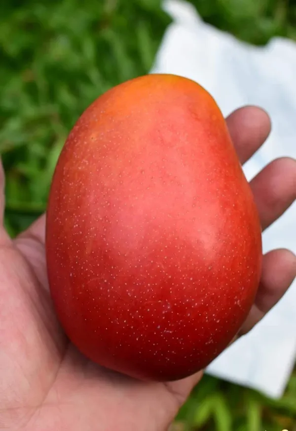 World_Famous_Miyajaki_Mango_Plant_(2.5_Feet_Height)
