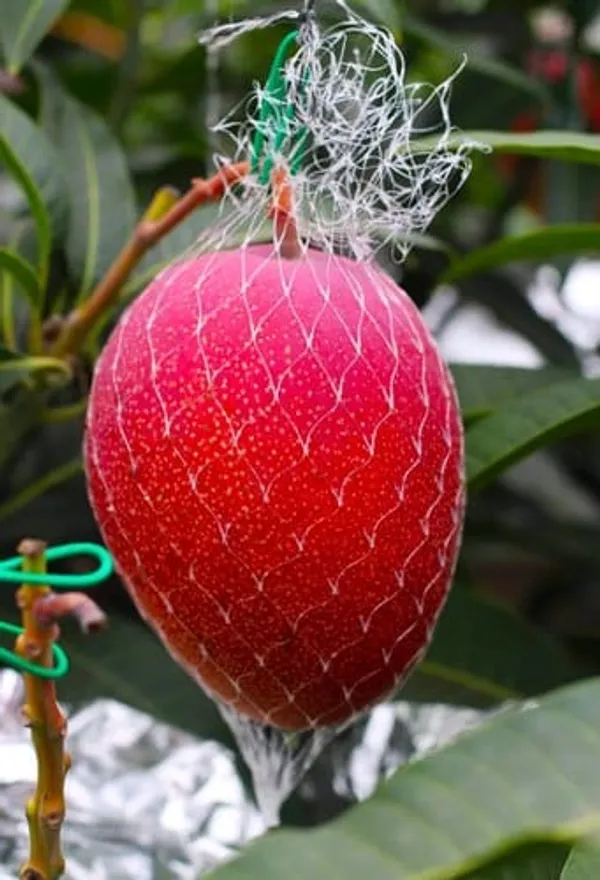World_Famous_Miyajaki_Mango_Plant_(2.5_Feet_Height)