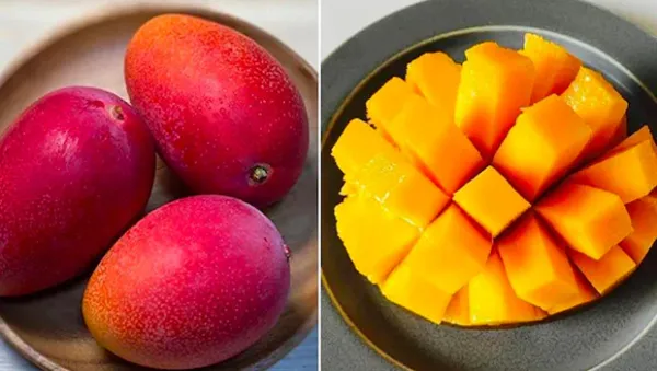 World_Famous_Miyajaki_Mango_Plant_(2.5_Feet_Height)