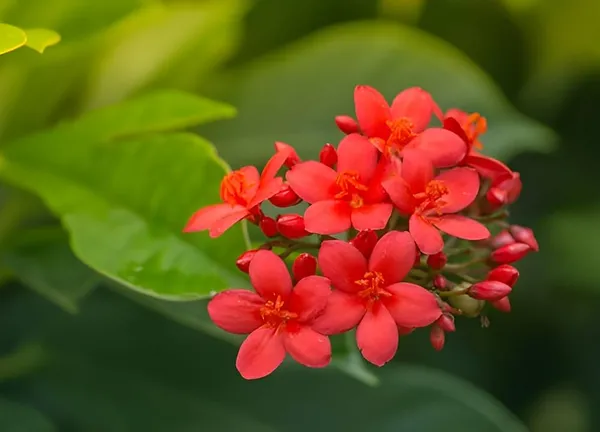 Jatropha_Red_Flower_Plant