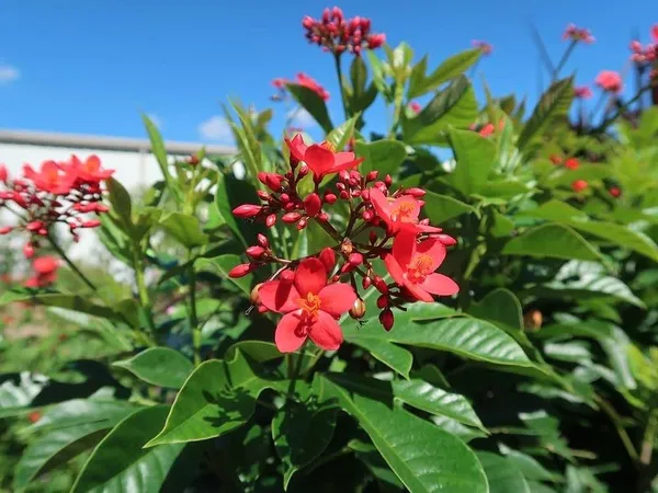 Jatropha_Red_Flower_Plant