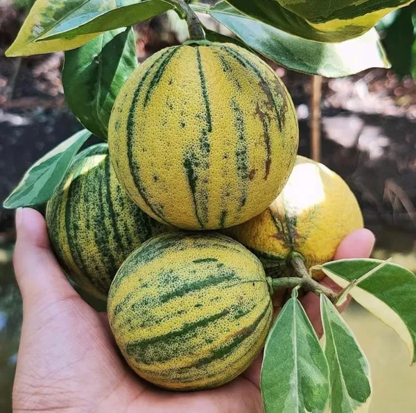 Variegated_Malta_Plant_|_Grafted_And_Hybrid_Plants