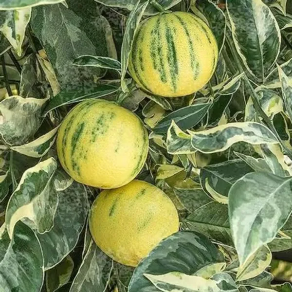 Variegated_Malta_Plant_|_Grafted_And_Hybrid_Plants