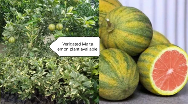 Variegated_Malta_Plant_|_Grafted_And_Hybrid_Plants