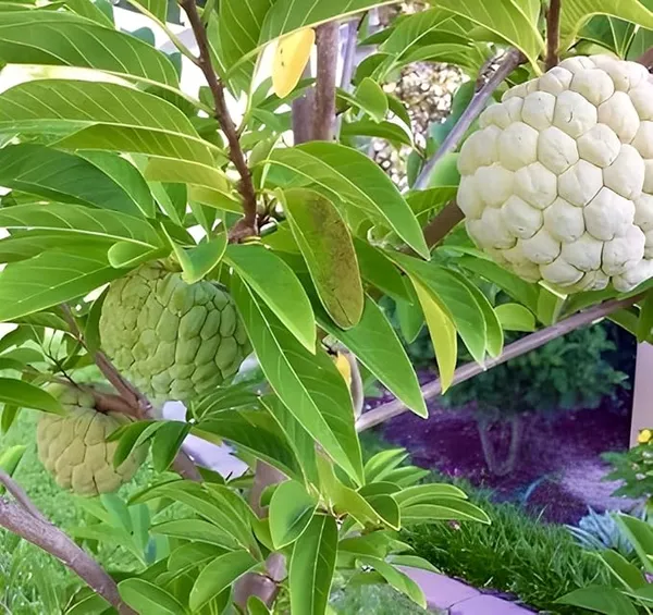 Golden_Custard_Apple_|_Grafted_And_Hybrid_Plants_|_1-1.5_Feet_Height