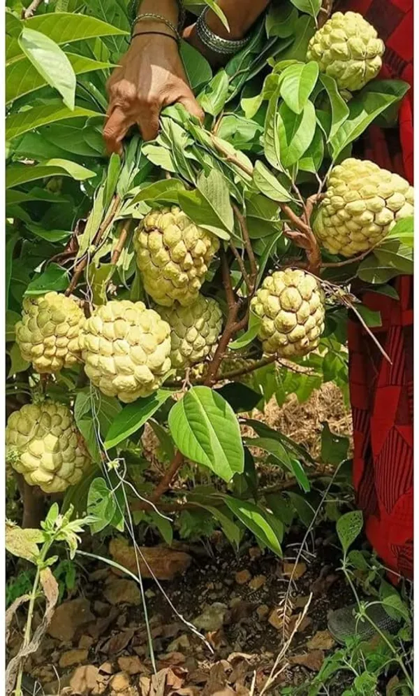 Golden_Custard_Apple_|_Grafted_And_Hybrid_Plants_|_1-1.5_Feet_Height
