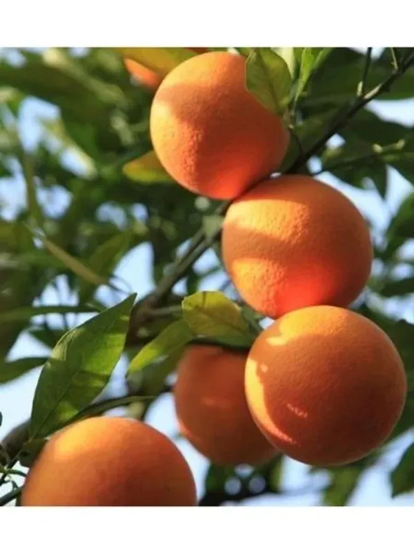 Chinese_Orange_|_Grafted_And_Hybrid_Plants