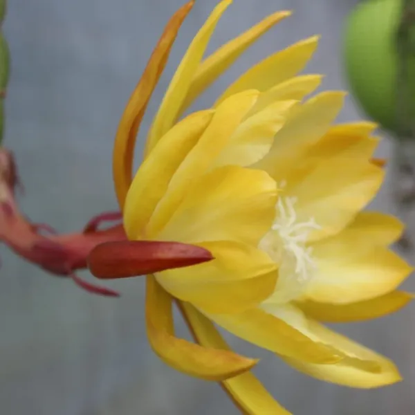 Yellow_Bramha_Kamal_Flower_Plant