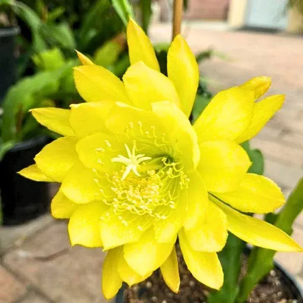 Yellow_Bramha_Kamal_Flower_Plant