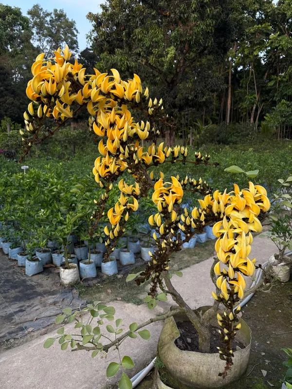 Yellow_Grafting_Palsh_Flower_Live_Plant