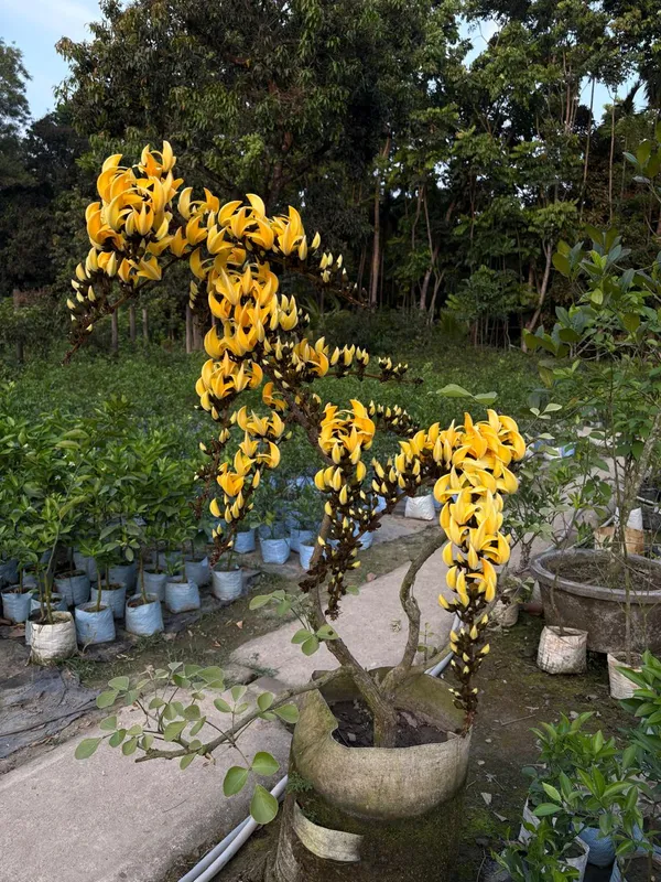 Yellow_Grafting_Palsh_Flower_Live_Plant