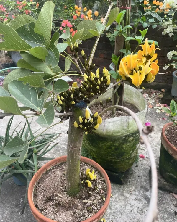 Yellow_Grafting_Palsh_Flower_Live_Plant
