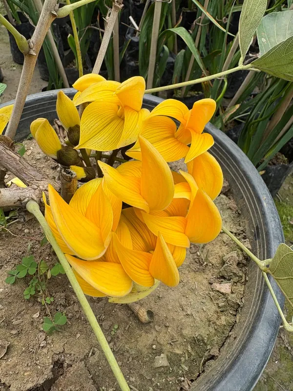 Yellow_Grafting_Palsh_Flower_Live_Plant