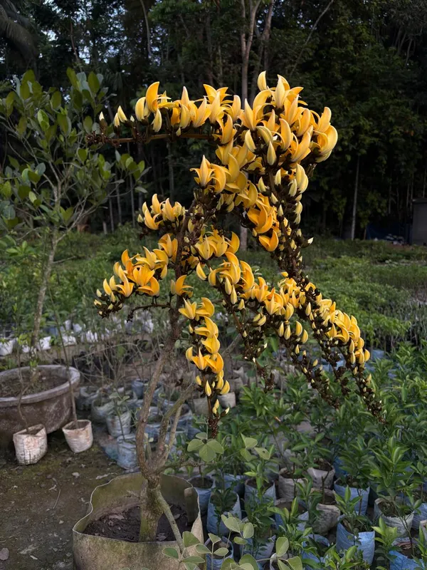 Yellow_Grafting_Palsh_Flower_Live_Plant