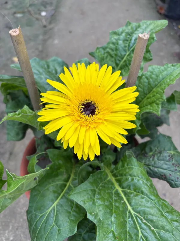 Yellow_Hybrid_Jarbera_live_Plant_