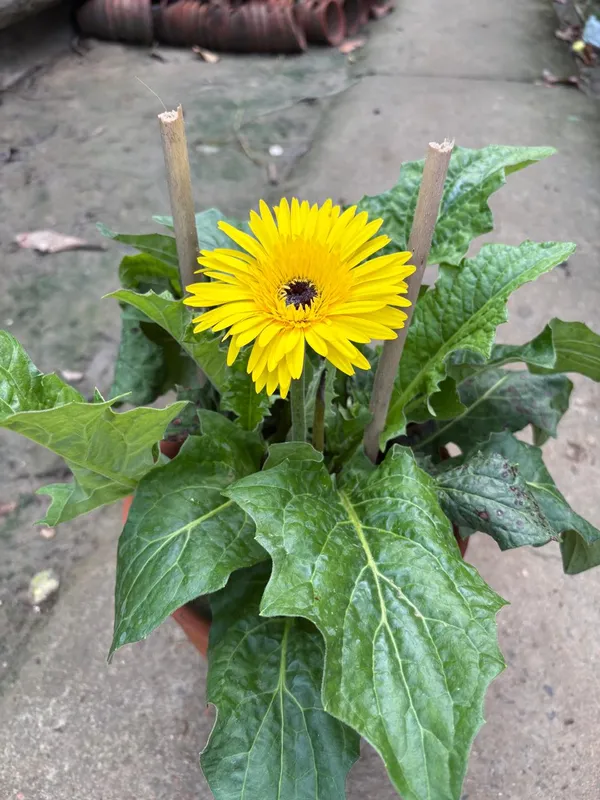 Yellow_Hybrid_Jarbera_live_Plant_
