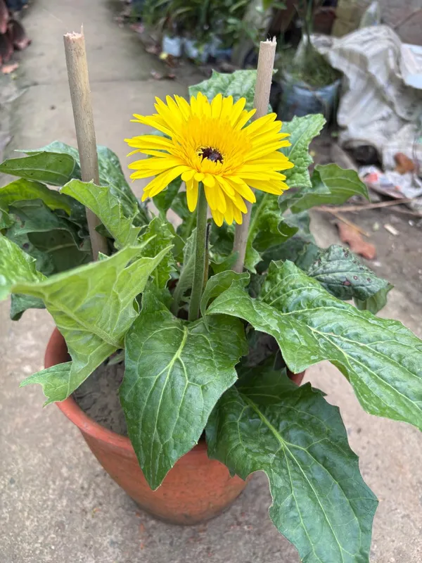 Yellow_Hybrid_Jarbera_live_Plant_
