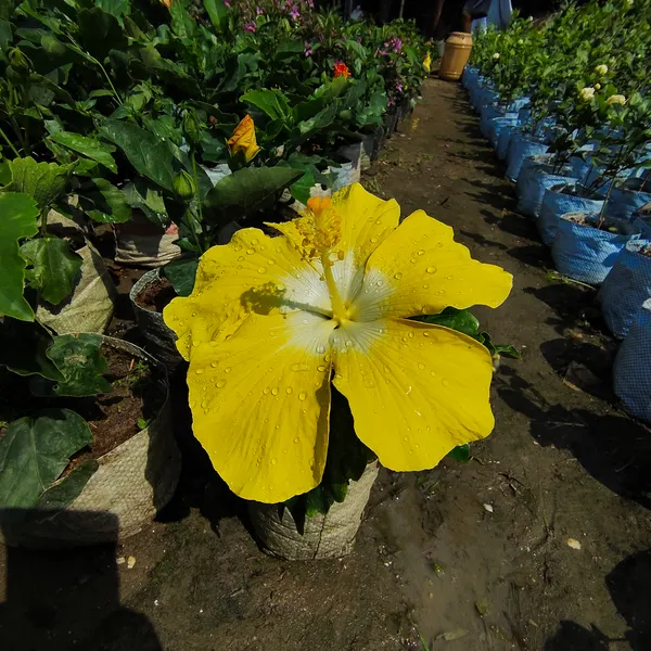 Yellow_by_White_Hibiscus_(2_Feet_Height)