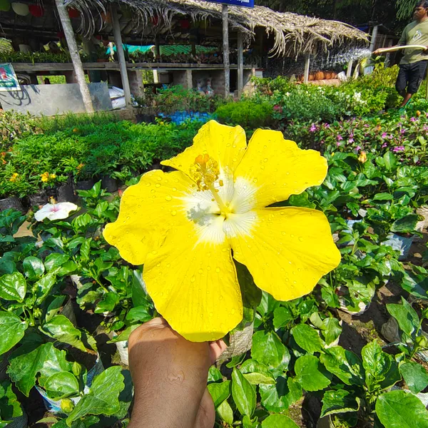 Yellow_by_White_Hibiscus_(2_Feet_Height)