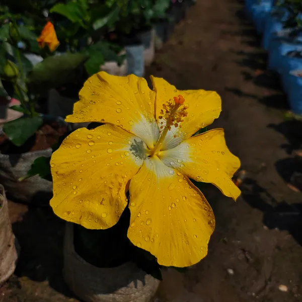 Yellow_by_White_Hibiscus_(2_Feet_Height)