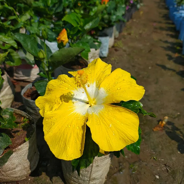 Yellow_by_White_Hibiscus_(2_Feet_Height)
