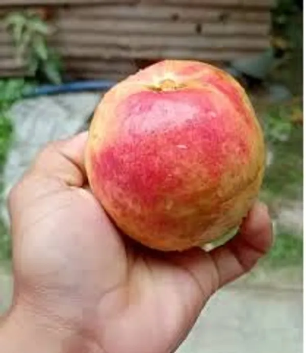 Apple_Cross_Guava_Plant_|_Grafted_And_Hybrid_Plants_(2_Feet_Height)