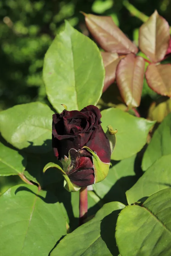 Black_Lady_Roses_Flower_Plant
