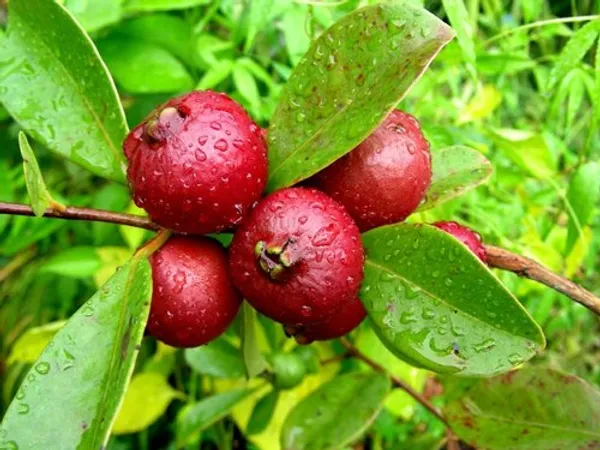 Strawberry_Guava_Plant_|_Grafted_And_Hybrid_Plants_(2_Feet_Height)
