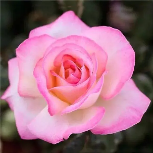 Hybrid_Tea_Roses_Flower_Plant