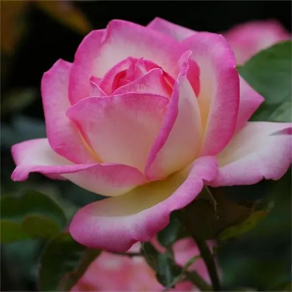 Hybrid_Tea_Roses_Flower_Plant