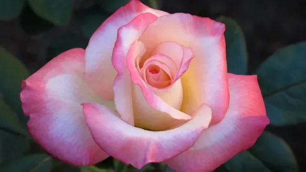 Hybrid_Tea_Roses_Flower_Plant