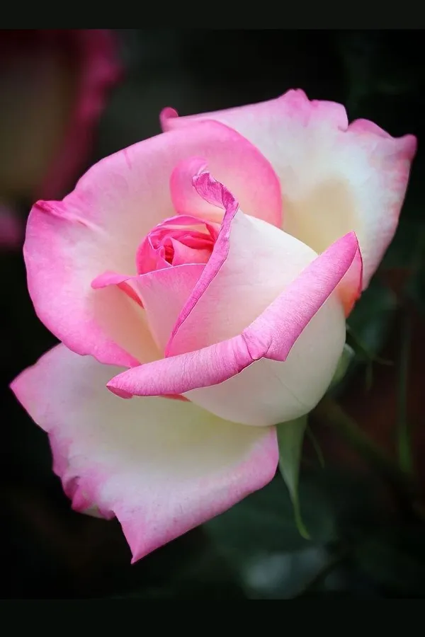Hybrid_Tea_Roses_Flower_Plant