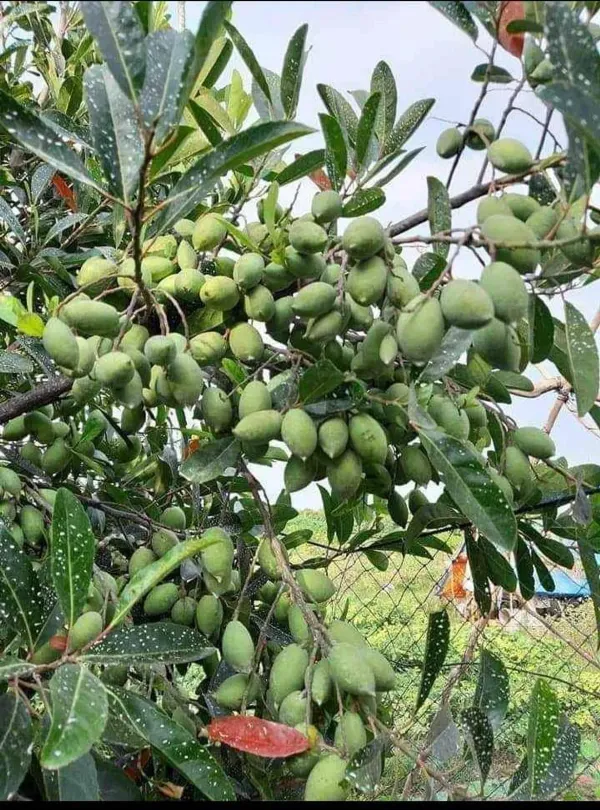 Sweet_Olive_Plant_|_Grafted_And_Hybrid_Plants_(2_Feet_Height)