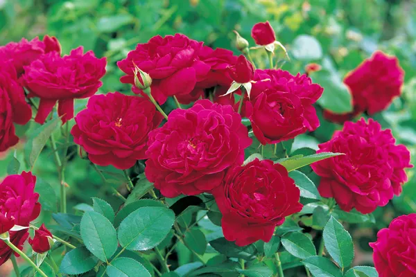 Darcey_Roses_Flower_Plant