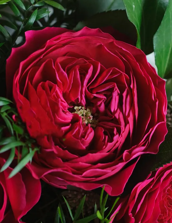 Darcey_Roses_Flower_Plant
