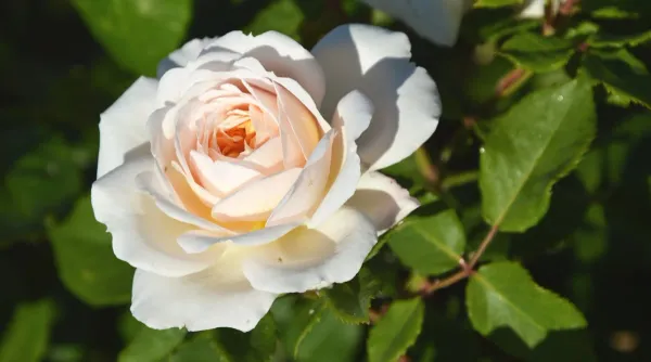 White_Roses_Fragrant_Live_Plant