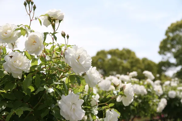 White_Roses_Fragrant_Live_Plant